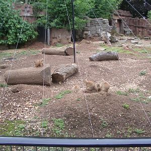 Prairie Dog Enclosure - 24.07.2010