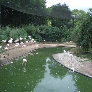 Flamingo Enclosure - 24.07.2010