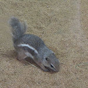Antelope Ground Squirrel