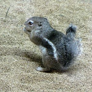 Antelope Ground Squirrel