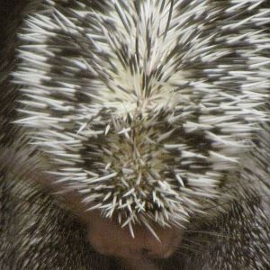Prehensile-tailed Porcupine