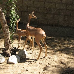 Gerenuk Juveniles