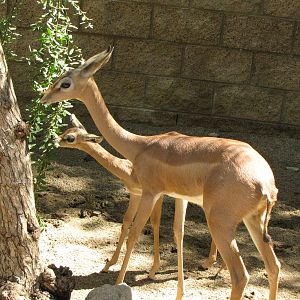 Gerenuk/Red-flanked Duiker Juveniles