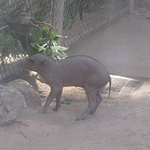 Baby Babirusa