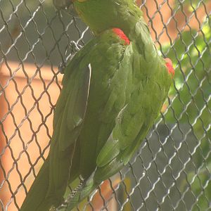 Thick-billed Parrot