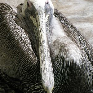 California Brown Pelican