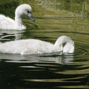 Black-necked Swan Cygnets