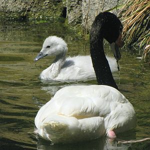 Adult and Juvenile Black-necked Swans