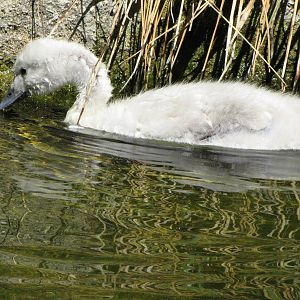Black-necked Swan Juvenile