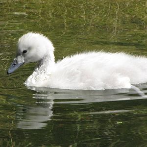 Black-necked Swan Juvenile