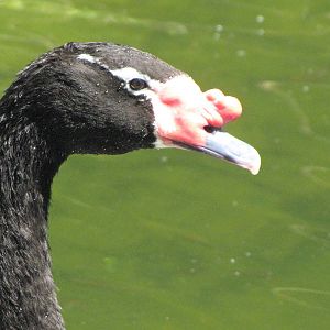 Black-necked Swan