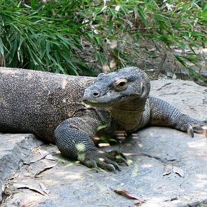 Komodo Dragon