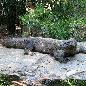 Komodo Dragon