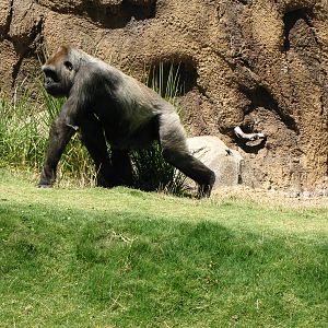 Western Lowland Gorilla