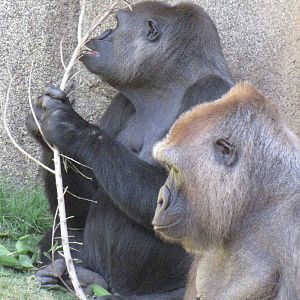 Western Lowland Gorillas