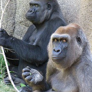 Western Lowland Gorillas