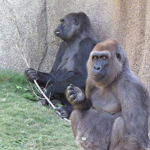 Western Lowland Gorilla