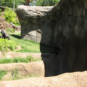 Campo Gorilla Reserve