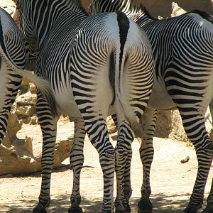 Grevy's Zebras