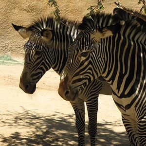 Grevy's Zebras