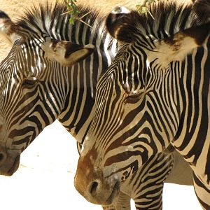 Grevy's Zebras