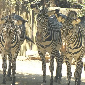 Grevy's Zebras