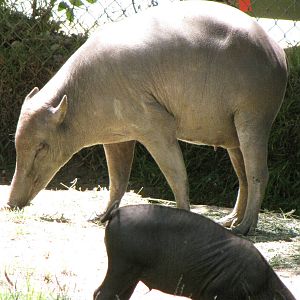Babirusa