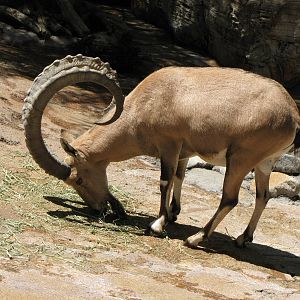Nubian Ibex