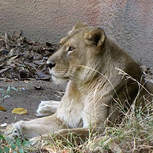 African Lioness