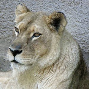 African Lioness
