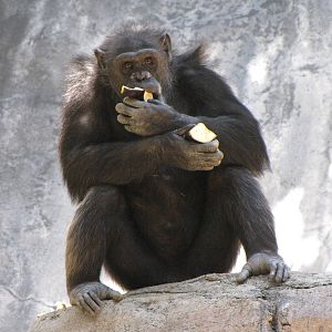 Chimpanzee