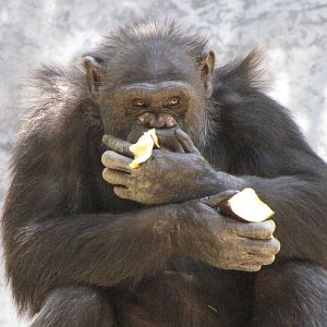 Chimpanzee