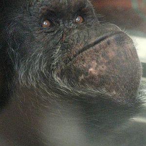 Chimpanzee