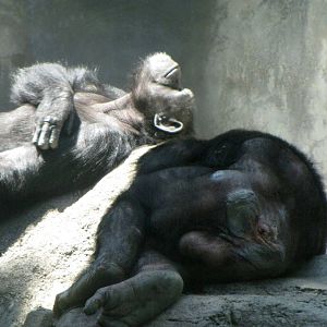 Chimpanzee Siesta