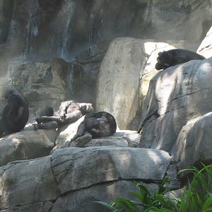 Chimpanzee Siesta