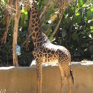 Masai Giraffe