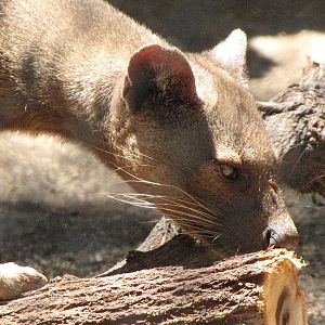 Fossa