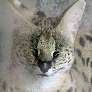 Serval