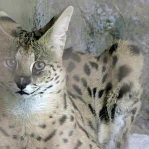 Serval