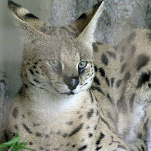 Serval