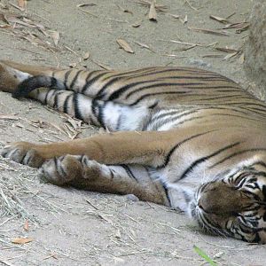 Sumatran Tiger