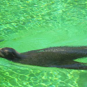 Sea Lion