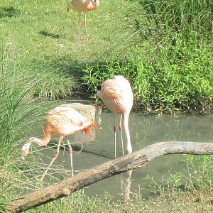Africa-Flamingos