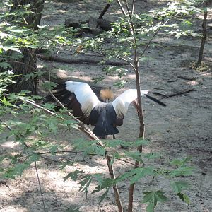Africa-Crowned Crane