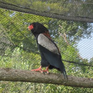 Africa-Bateluer Eagle