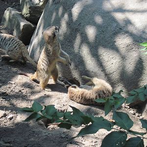 Africa-Meerkats
