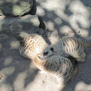 Africa-Meerkats