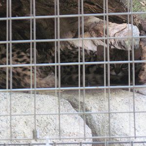 Africa-Black Footed Cat Kittens