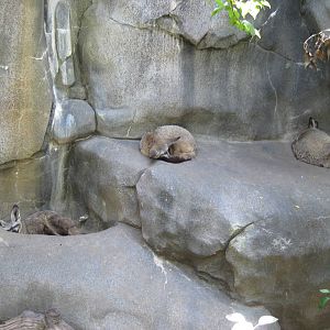 Africa-Bat Eared Foxes