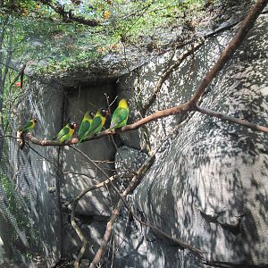 Africa-Lovebird Aviary